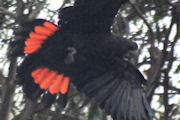 Glossy Black-Cockatoo (Calyptorhynchus lathami)